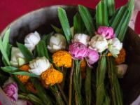 Lotosblumen als Opfergaben in Schale - Wat Chalong